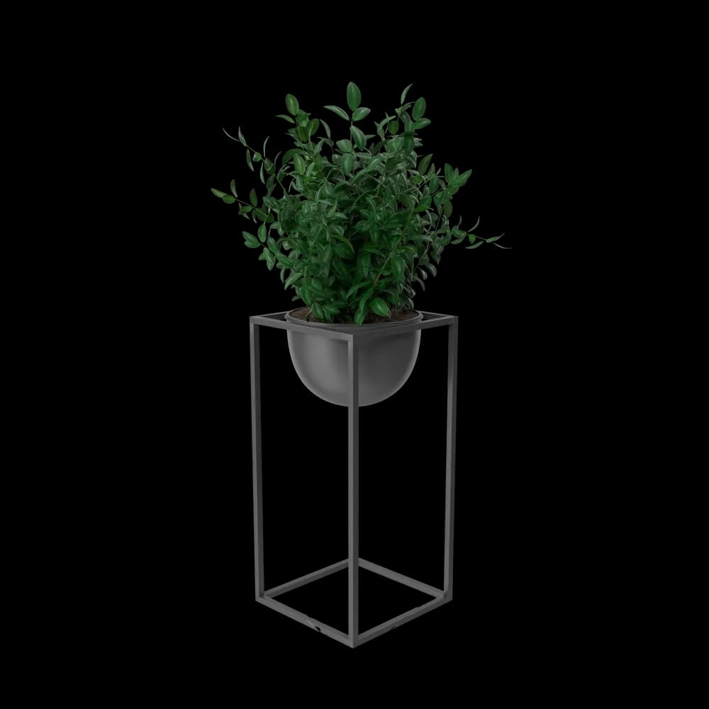 House Showpiece Plant 1