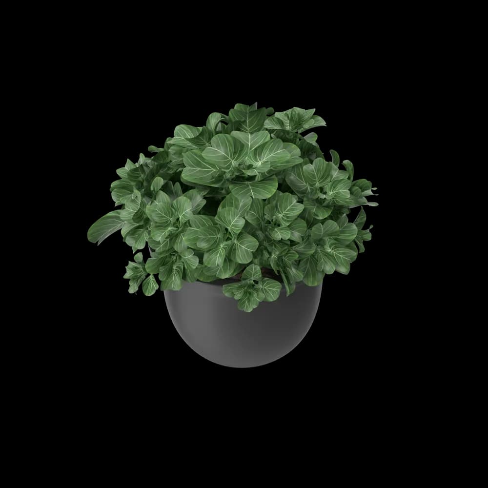 Plant Pot 2