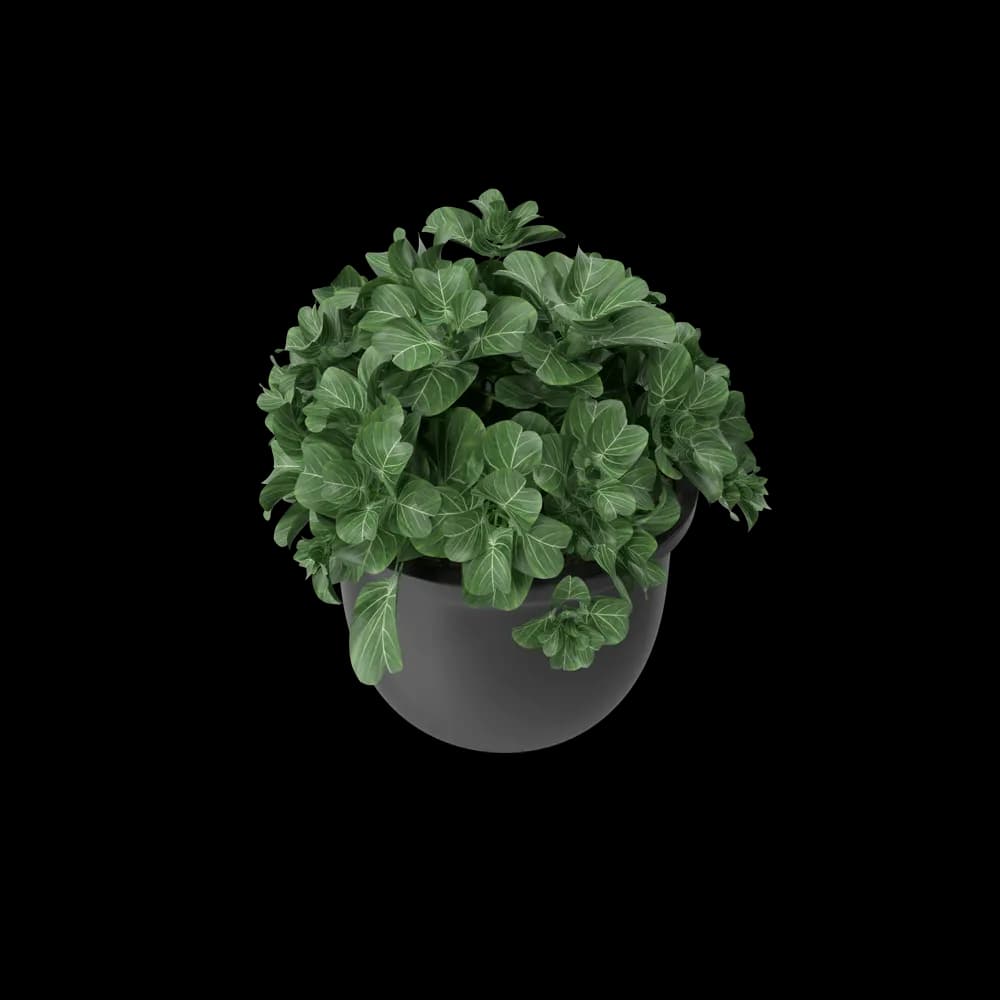 Plant Pot 3